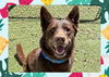 adoptable Dog in Ojai, CA named CHARLIE BROWN