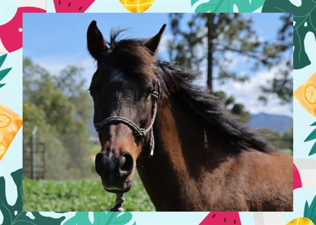 adoptable Horse in Ojai, CA named ANAIA