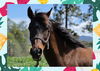 adoptable Horse in Ojai, CA named ANAIA