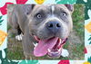adoptable Dog in ojai, CA named NOVA