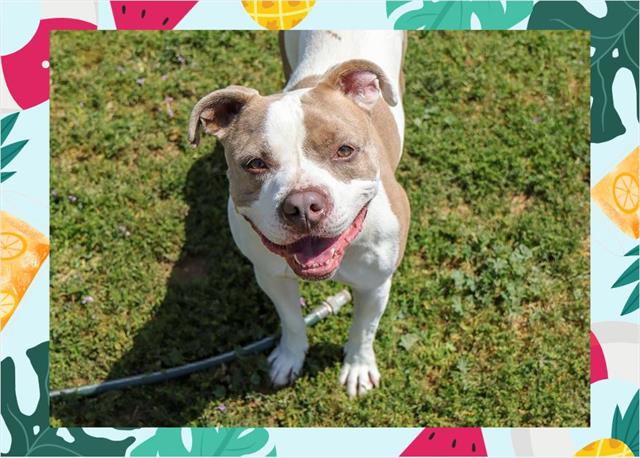 adoptable Dog in Ojai, CA named CHIP