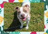 adoptable Dog in Ojai, CA named CHIP