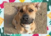 adoptable Dog in ojai, CA named LUCKI