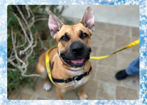 picture of the dog needing adoption