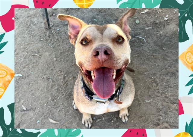 adoptable Dog in Ojai, CA named OZZIE