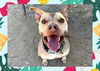 adoptable Dog in ojai, CA named OZZIE