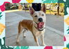 adoptable Dog in ojai, CA named WEST