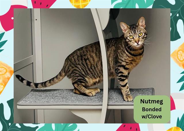 adoptable Cat in Ojai, CA named NUTMEG