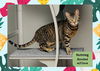 adoptable Cat in ojai, CA named NUTMEG