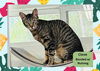 adoptable Cat in Ojai, CA named CLOVE