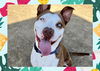 adoptable Dog in Ojai, CA named BUBBA