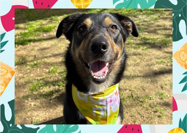 adoptable Dog in Ojai, CA named REESE