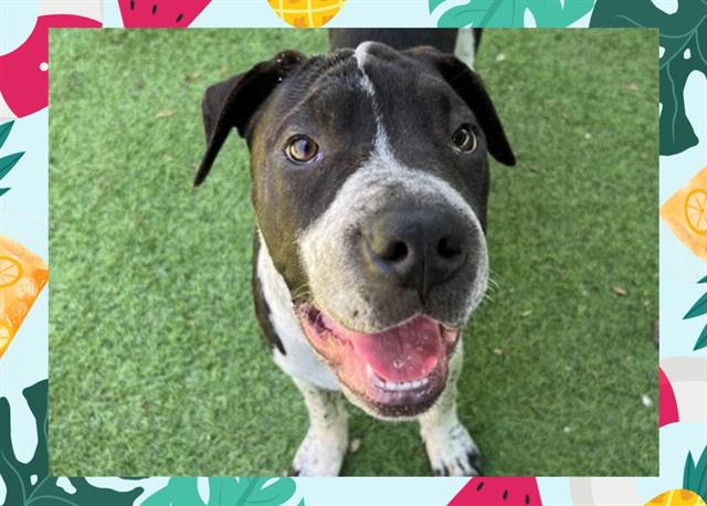 adoptable Dog in Ojai, CA named LUNAR