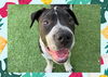 adoptable Dog in ojai, CA named LUNAR