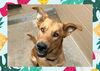adoptable Dog in ojai, CA named RUSTY