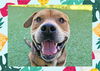 adoptable Dog in ojai, CA named WINSTON