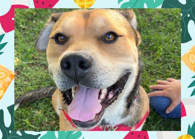 adoptable Dog in Ojai, CA named WINSTON
