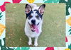 adoptable Dog in ojai, CA named WILSON