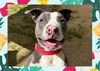 adoptable Dog in ojai, CA named GUAVA