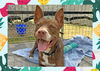 adoptable Dog in ojai, CA named SIENNA