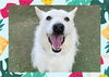 adoptable Dog in ojai, CA named KRYPTO
