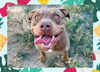 adoptable Dog in Ojai, CA named ARKHAM