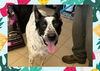 adoptable Dog in ojai, CA named RICKY BOBBY