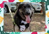 adoptable Dog in ojai, CA named ROCKY