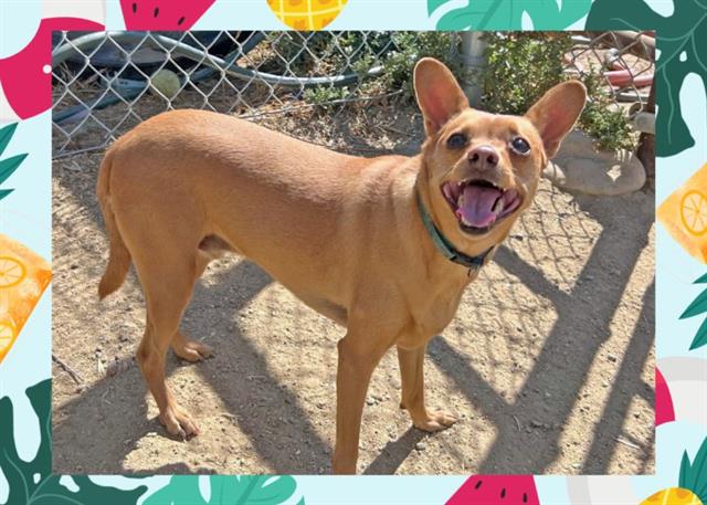 adoptable Dog in Ojai, CA named MAX