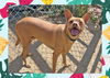 adoptable Dog in ojai, CA named MAX