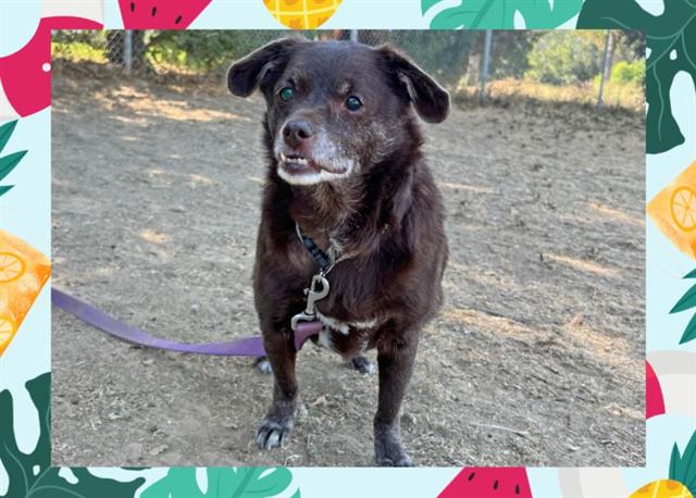 adoptable Dog in Ojai, CA named MICKEY