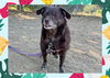 adoptable Dog in ojai, CA named MICKEY