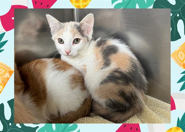 adoptable Cat in Ojai, CA named CHARLOTTE