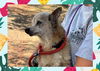adoptable Dog in ojai, CA named THEODORE