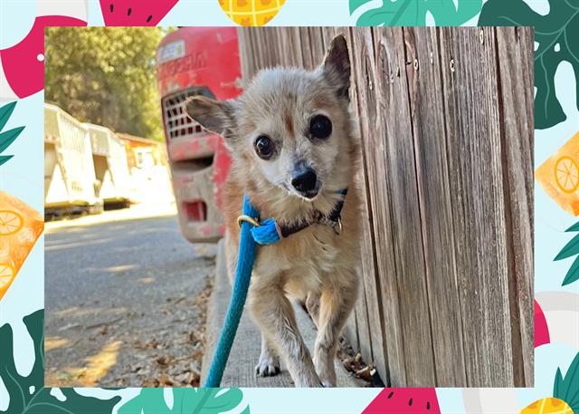 adoptable Dog in Ojai, CA named THEODORE