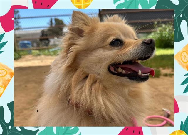 adoptable Dog in Ojai, CA named PONYO