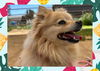 adoptable Dog in ojai, CA named PONYO