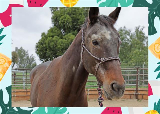 adoptable Horse in Ojai, CA named SHANE