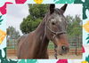 adoptable Horse in ojai, CA named SHANE