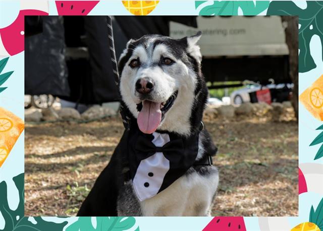 adoptable Dog in Ojai, CA named HANK