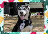 adoptable Dog in ojai, CA named HANK