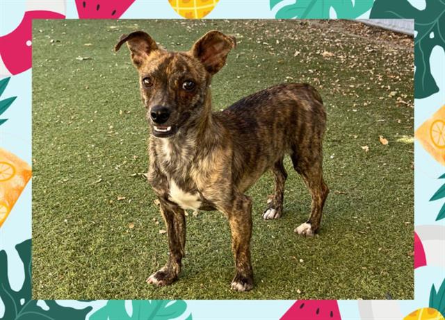 adoptable Dog in Ojai, CA named CAPPY