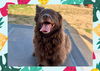 adoptable Dog in ojai, CA named MAMACITA