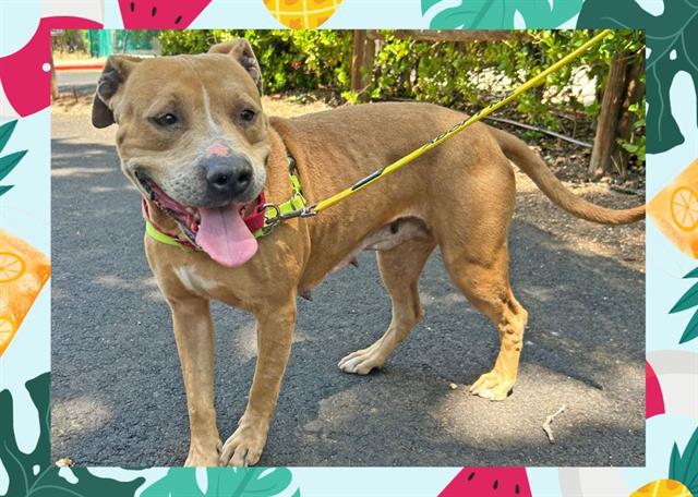 adoptable Dog in Ojai, CA named DUTCHESS