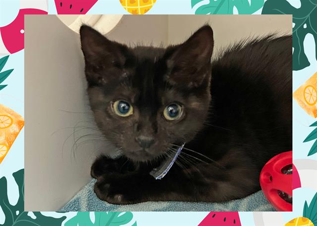 adoptable Cat in Ojai, CA named ARTI