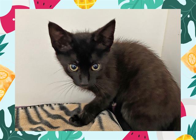 adoptable Cat in Ojai, CA named ACE