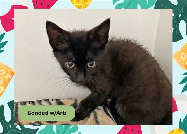 adoptable Cat in Ojai, CA named ACE