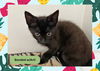 adoptable Cat in  named ACE