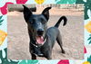 adoptable Dog in ojai, CA named LETTY
