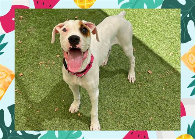 adoptable Dog in Ojai, CA named BULLSEYE